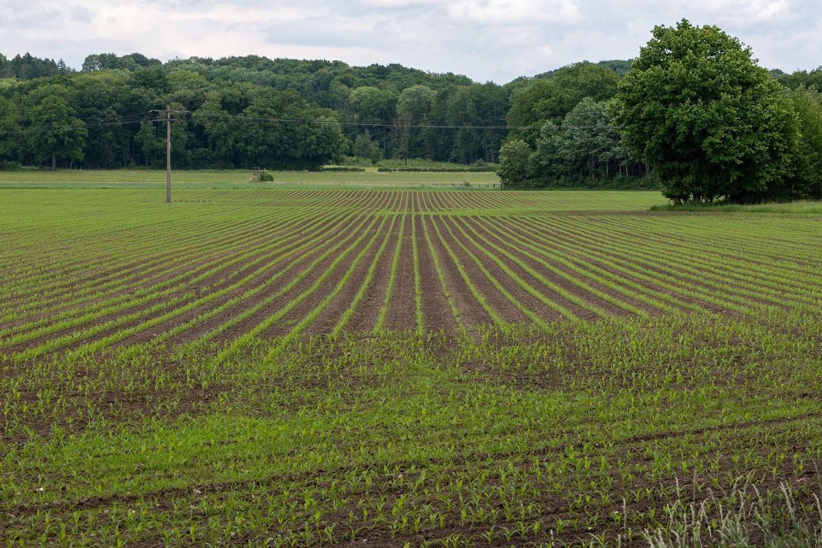 Rows of young crops in an open field with trees in the distance
